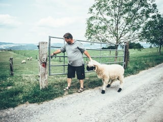 Bauer zieht Schaf auf Weide. 