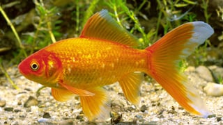 Ein Goldfisch in einem Aquarium
