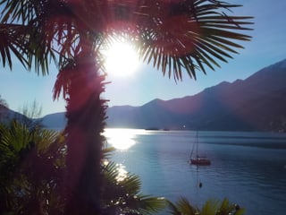 Palme im Vordergrund mit Sonne zwischen den Blättern, dahinter See.