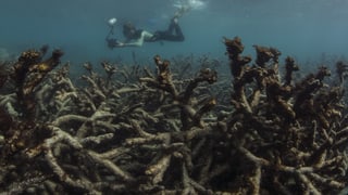 Ein Taucher gleitet mit einer Fotokamera über tote Korallen. 