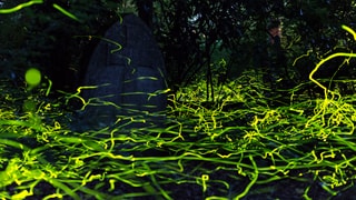 Foto mit Langzeitbeleuchtung von Glühwürmchen auf einem Friedhof.