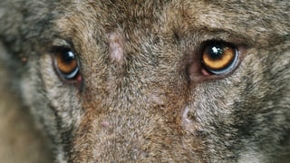 Augen eines Wolfes