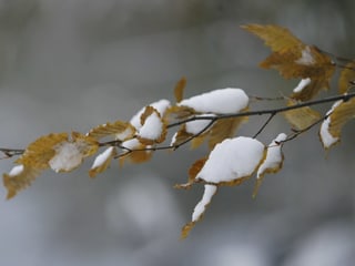 Blätter bedeckt mit Schnee.