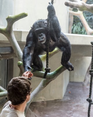 Hey Tschau! Schimpansin Jackie mag Tierarzt Stefan Hoby und gibt ihm durch die Scheibe die Hand