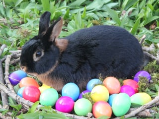 Ein Hase sitzt im Körbchen bei den gefärbten Ostereiern.