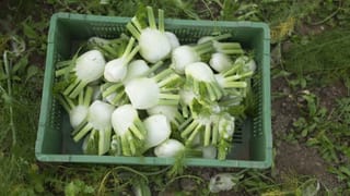 Fenchel in einer Kiste auf dem Erntefeld. Fenchel in einer Kiste auf dem Erntefeld.