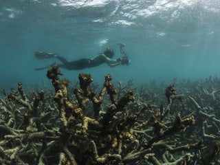 Taucher schwimmt durch abgestorbene Korallen.