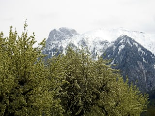Grüne Bäume, im Hintergrund verschneite Berge.