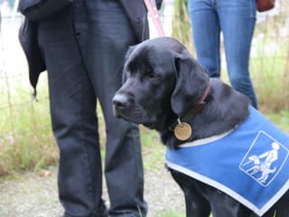 Blindenhund Melvin sitzend auf dem Wanderweg.