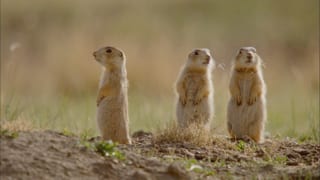 Die Präriehunde warnen sich gegenseitig mit Kommandos vor ihren Feinden