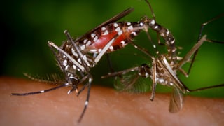 Zwei Tigermücken auf menschlicher Haut.