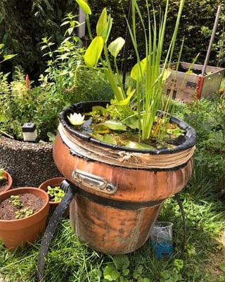 Ein Mini-Teich in einem Zuber Ein Mini-Teich in einem Zuber