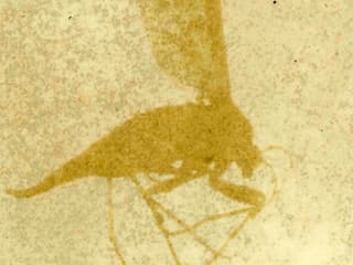 Die Silhouette eines Käfers auf gelbem Grund.