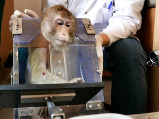 Ein Affe in einer Art Kiste. Er ist am Kopf und am Arm verletzt.