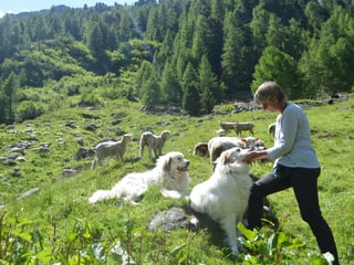 Die Hirtin streichelt einen Herdenschtuzhund, im Hintergrund weiden Schafe.