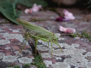 Ein grünes Heupferd auf mit Flechten überwachsenen Steinplatten.