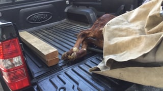 Totes Kalb auf einem Pickup Totes Kalb auf einem Pickup