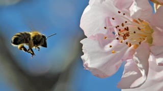 Eine Biene fliegt auf eine Mandelblüte zu.