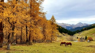 Goldener Oktober im Sertigtal trotz dichten hohen Wolkenfeldern. Goldener Oktober im Sertigtal trotz dichten hohen Wolkenfeldern.