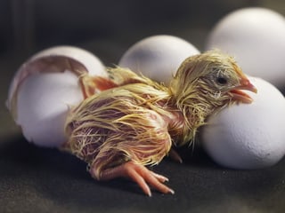 Frisch geschlüpftes Küken Frisch geschlüpftes Küken