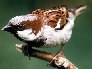 Ein Spatz sitzt auf einem Ast.