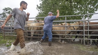 Zwei Bauern mit ihren Rindern Zwei Bauern mit ihren Rindern