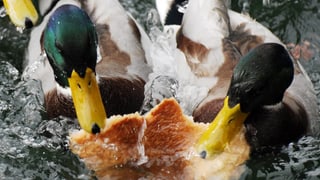Zwei Enten reissen sich um ein Stück Brot im Wasser.