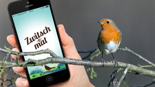 Ein Rotkehlchen schaut auf ein Smartphone, auf dessen Bildschirm die App «Zwitsch-o-mat» zu sehen ist.