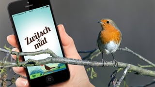 Ein Rotkehlchen schaut auf ein Smartphone, auf dessen Bildschirm die App «Zwitsch-o-mat» zu sehen ist. Ein Rotkehlchen schaut auf ein Smartphone, auf dessen Bildschirm die App «Zwitsch-o-mat» zu sehen ist.