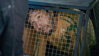 Ein Mann in einem Hundekäfig Ein Mann in einem Hundekäfig