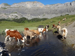 Kühe trinken  aus ein Bach, der die Almwiese teilt.