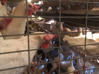 Viele Hühner hinter Gitter