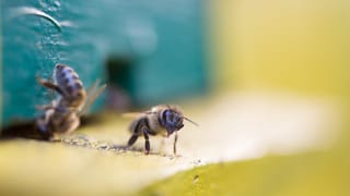 Zwei Bienen Zwei Bienen