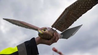 Roboter-Greifvogel. Roboter-Greifvogel.