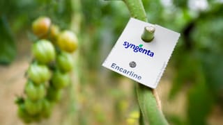 Schild mit dem Syngenta-Logo an einer Pflanze. Schild mit dem Syngenta-Logo an einer Pflanze.