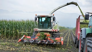 Bauer in grosser Erntemaschine im Maisfeld