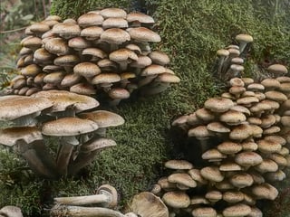 Pilze Pilze
