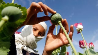 Ein Afghane bearbeitet eine Samenkapsel der Schlafmohnpflanze.