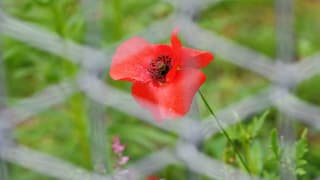 Symbolbild: Eine Mohnblume hinter einem Maschendrahtzaun. Symbolbild: Eine Mohnblume hinter einem Maschendrahtzaun.