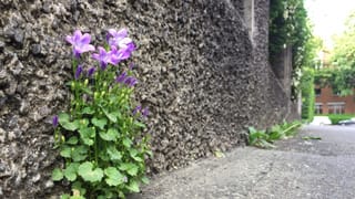 Mauerblümchen Mauerblümchen