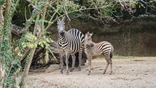 Zebra-Mutter und Jungtier im Zoo Basel