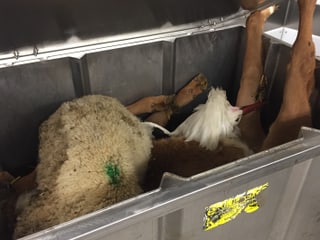 Blick in einen Container. Hier liegt ein toter Storch. Blick in einen Container. Hier liegt ein toter Storch.