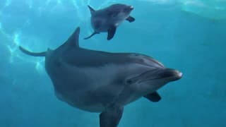 Delfin mit Delfinbaby.