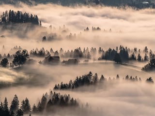 Nebelverhangene Hügellandschaft mit Tannen die hervorragen