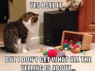 Auf diesem Macro Image kommentiert die Katze das von ihre verursachte Chaos: «Ja, ich sehe es. Aber ich verstehe nicht, was die ganze Schreierei soll.»