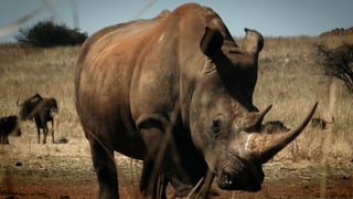 Im Krüger-Nationalpark werden jeden Tag zwischen ein und zwei Nashörner getötet. 