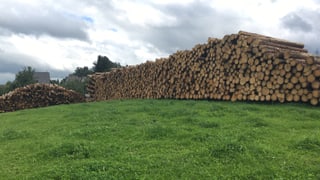 Stapelweise Baumstämme liegen geschichtet auf einem grossen Haufen auf einer grünen Wiese. Stapelweise Baumstämme liegen geschichtet auf einem grossen Haufen auf einer grünen Wiese.