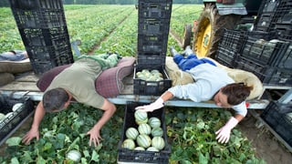 Feldarbeiter aus Polen ernten bäuchlings auf einer Maschine Melonen.