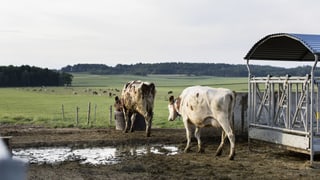 Kühe weiden Kühe weiden