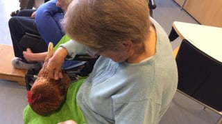 Eine Frau streichelt ein Huhn Eine Frau streichelt ein Huhn